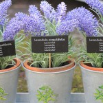 flower Total Sense Therapy flower Total Sense Therapy